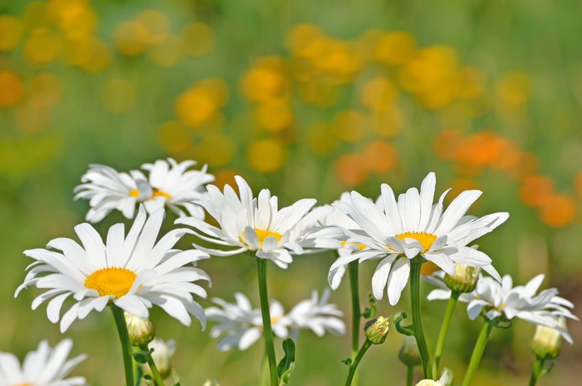 CHAMOMILE